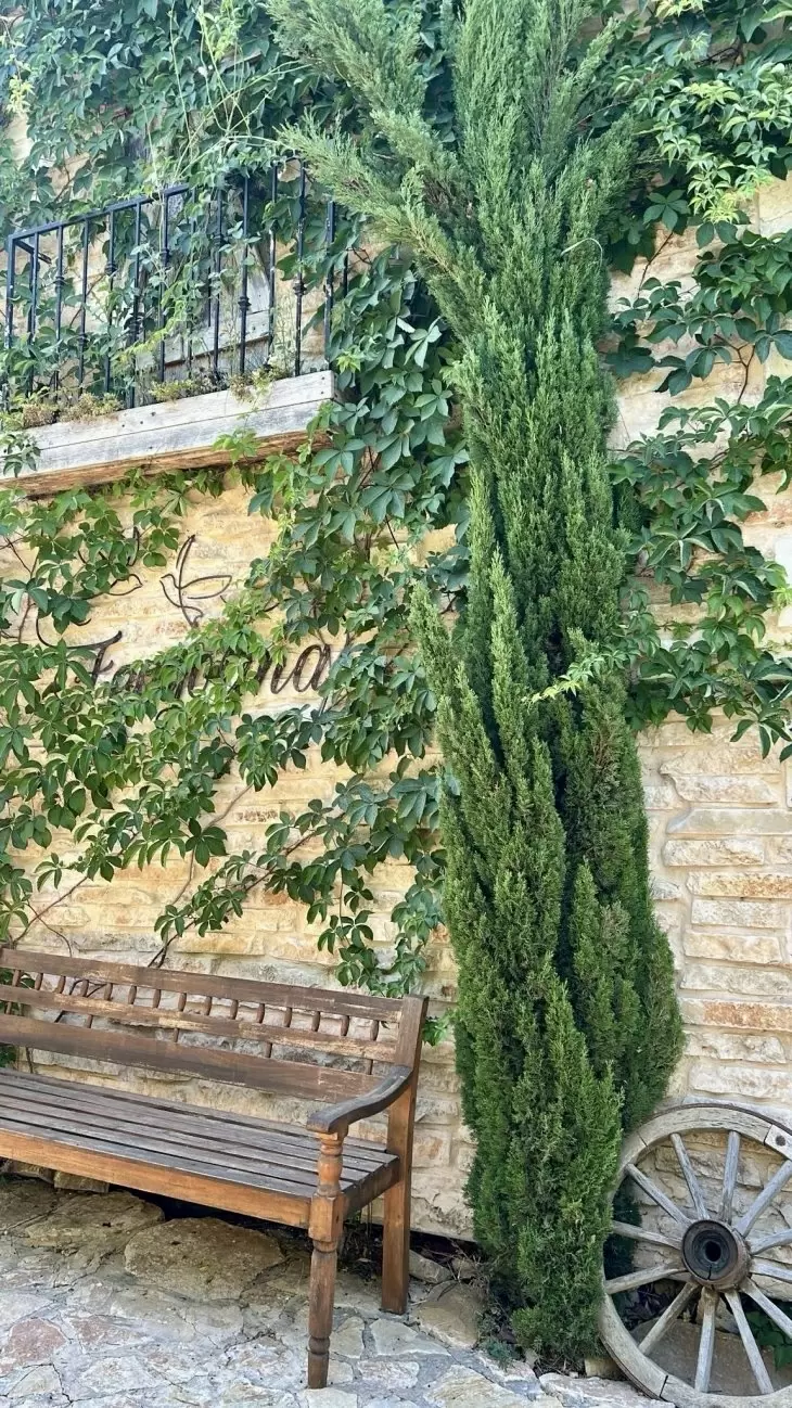 תמונה מספר 1