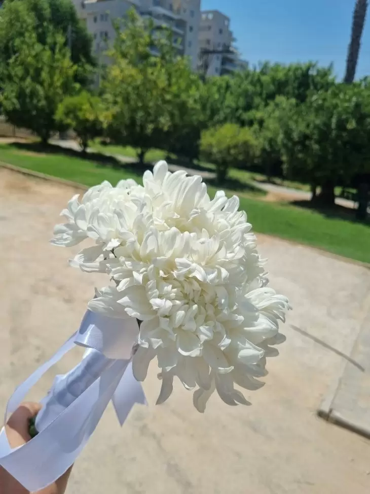 תמונה מספר 17