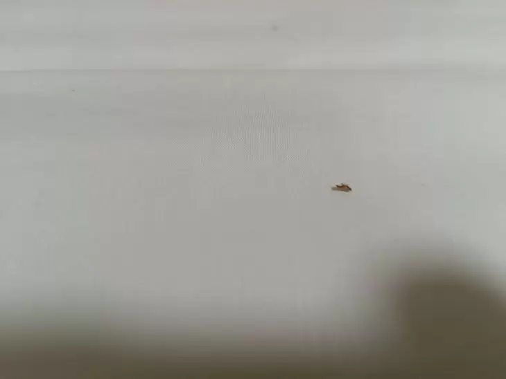 תמונה מספר 6