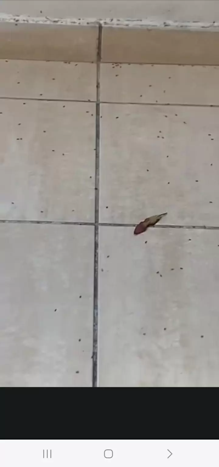תמונה מספר 4